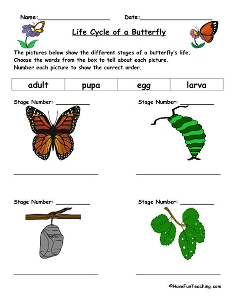 Butterfly Life Cycle Worksheet Have Fun Teaching