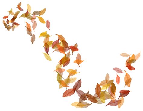 Autumn Leaf Color Transparent Fall Leaves Png Image Png Download