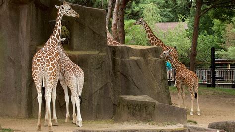 As part of the zoo's transitional reopening, for the safety of our visitors, staff and animals, the outdoor habitats are open, along with a limited number of animal buildings open at a 25 percent capacity. Milwaukee County Zoo in Milwaukee, Wisconsin | Expedia