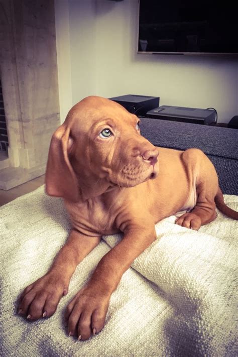 One Day I Will Have A Vizsla Look At This Pretty Baby Vizsla Dogs