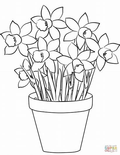 Daffodil Daffodils Coloring Pages Printable Flowers Flower