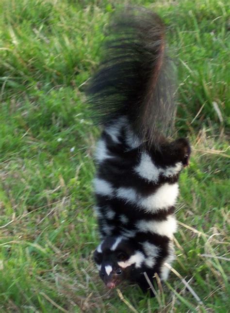 The Mystery of the Spotted Skunk • The National Wildlife ...
