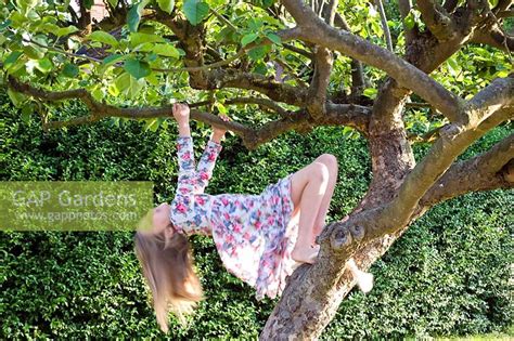 Gap Gardens Young Girl Climbing Apple Tree Image No 0258406