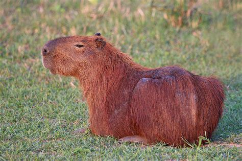 Capybara The Animal Spot