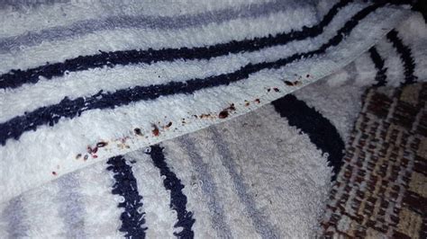 Pests We Treat Signs Of A Bed Bug Infestation In West Long Branch Nj