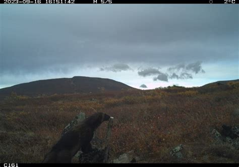 New Study To Look At How Mining Activity Sound Pollution Affect Yukon