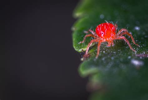Close Up Photography Of Red Spider Mites 760223 Vía Orgánica