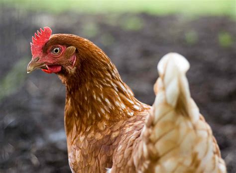 Chicken Breeds For The Small Farm Or Backyard Flock
