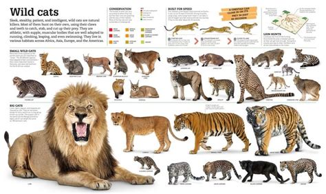 Chart Of All Big Cats สัตว์ สิงโต