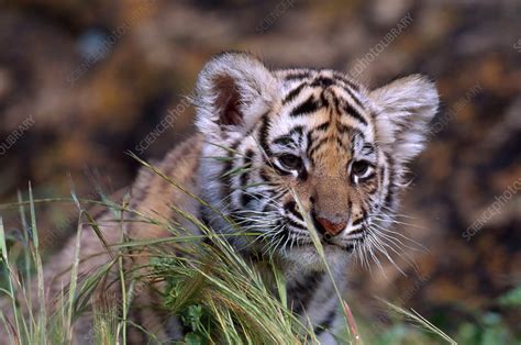 Bengal Tiger Cub Stock Image C0143159 Science Photo Library