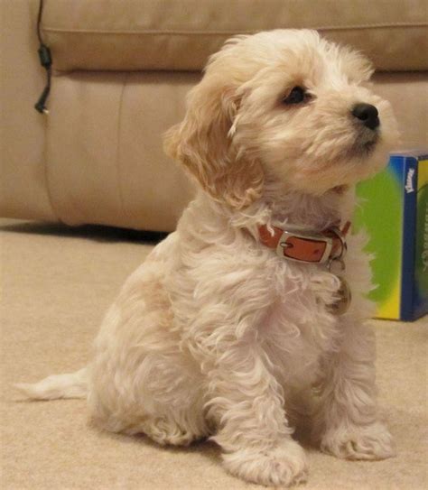 42 Top Images Cockapoo Puppies Nc For Sale Cockapoo Puppies For Sale