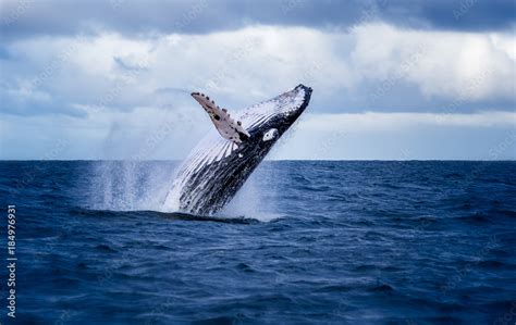Humpback Whale Jumping Out Of The Water In Australia The Whale Is