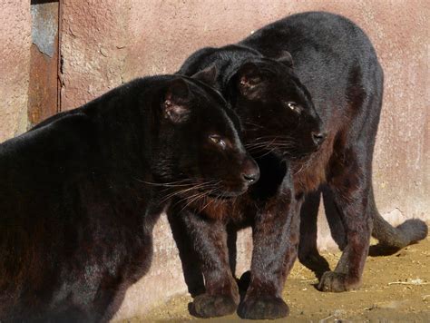 Last and next matches, top scores, best players, under/over stats, handicap etc. Black leopard couple | Panthera pardus pardus, black ...