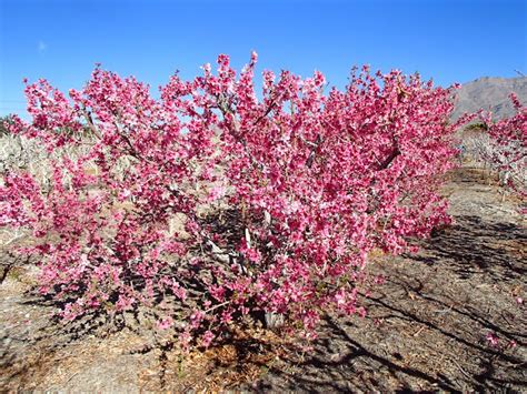 Xtremehorticulture Of The Desert How Late Can You Fertilize Nectarine