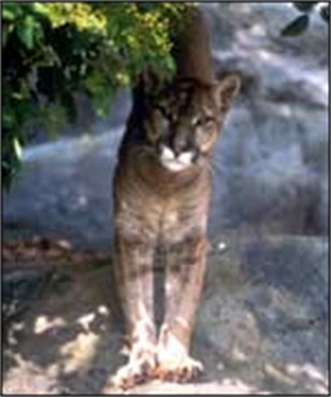 As many as 26 sightings of big cats in the wild have been reported to natural england since january 2010, the government have said. BBC - Lincolnshire Unexplained - Lindsey Leopard - Where ...