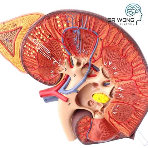 Human Kidney Model 3x Life Size Dr Wong Anatomy