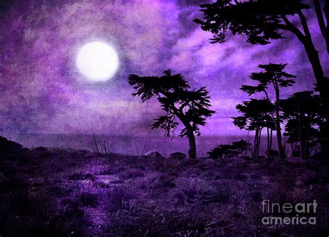 Cypress Trees At Sutro Heights Digital Art By Laura Iverson Fine Art