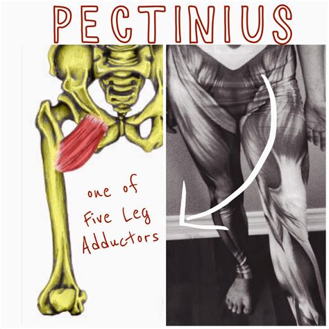 The Hip Joint Pectinius 1 Of 5 Adductor Muscles