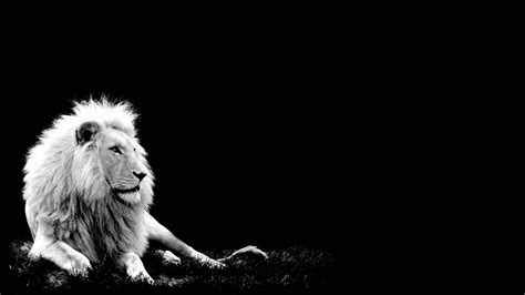 Search free black lion wallpapers on zedge and personalize your phone to suit you. Lion On Black Backgrounds - Wallpaper Cave