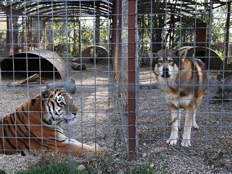 Check spelling or type a new query. WATCH: Animal rights lawyer says zoos are solitary ...