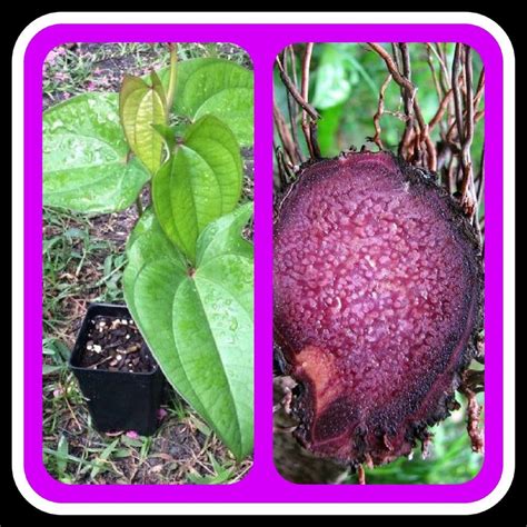 Ube Purple Yam Starter Plant Caribbean Product Starter Plants