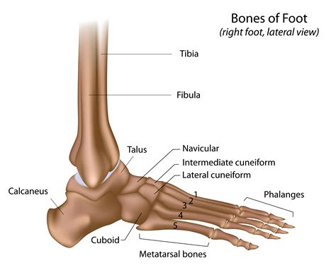 Foot Ankle Bones