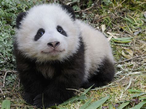 Großer Panda Das Wwf Wappentier In Gefahr Wwf