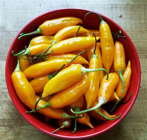 Discovering Aji Amarillo Peppers Mother Earth News