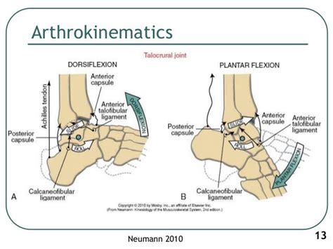 1 Biomechanics Of Ankle Joint Subtalar Joint And Foot Pilates