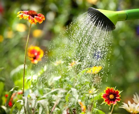Watering Flowers Stock Photo Image Of Metal Freshness 2963904