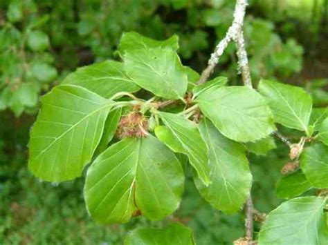 Trees Planet Fagus Sylvatica European Beech