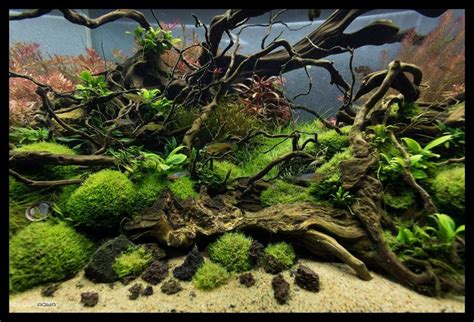 Available in a kaleidoscope of colours, textures and finishes. Green Aqua | Planted aquarium, Amazing aquariums, Aquascape