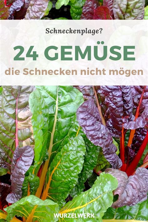 Check spelling or type a new query. 24 Gemüse die Schnecken nicht mögen in 2020 | Garten ...