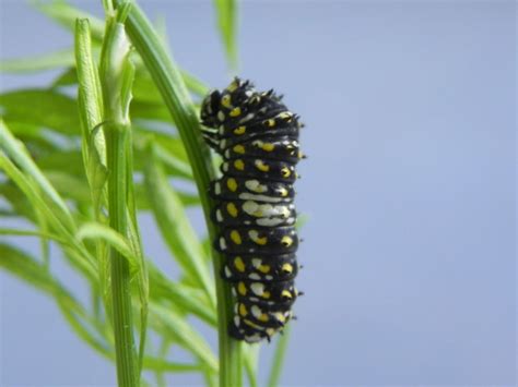 TYWKIWDBI Tai Wiki Widbee Black Swallowtail Papilio Polyxenes Caterpillar Updated With