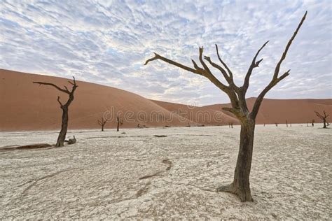 Dead Trees In Deadvlei Namib Naukluft National Park Namibia Stock