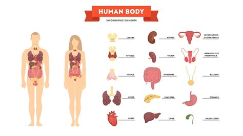 Concepto De Anatomía Humana Cuerpo Femenino Y Masculino Vector Premium