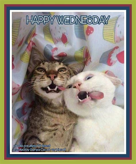 Happy Wednesday Funny Cat Pictures Funny Animals With Captions