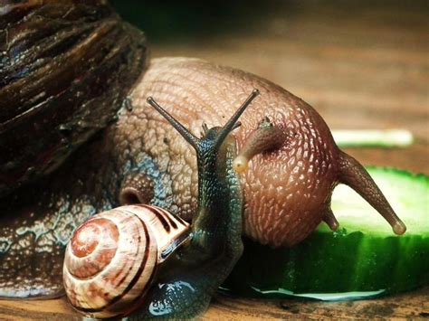 Its a great appetizer, absolutely delicious. Snails