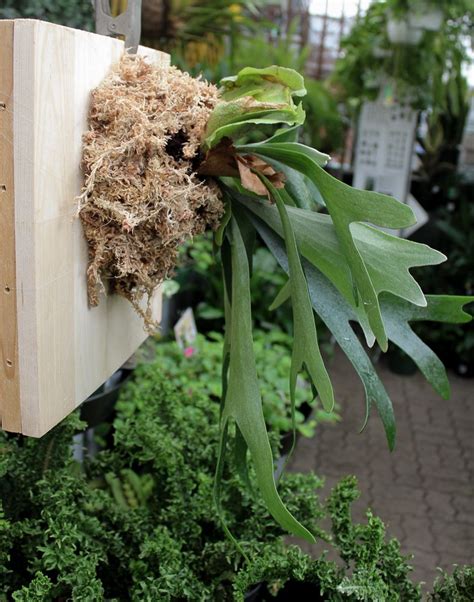There are no products to list in this category. Staghorn Fern | Staghorn fern, Plants, Ferns