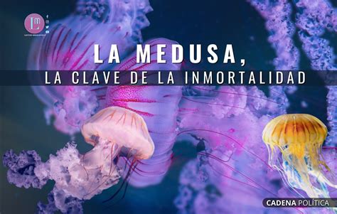 La Medusa La Clave De La Inmortalidad Latitud Megalópolis