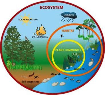 Pengertian Ekosistem Komponen Dan Macam Macamnya CND