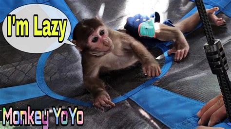 Monkey Yoyo Jr Dancing A Lazy Hiphop Stylemonkey Baby Yoyo Youtube