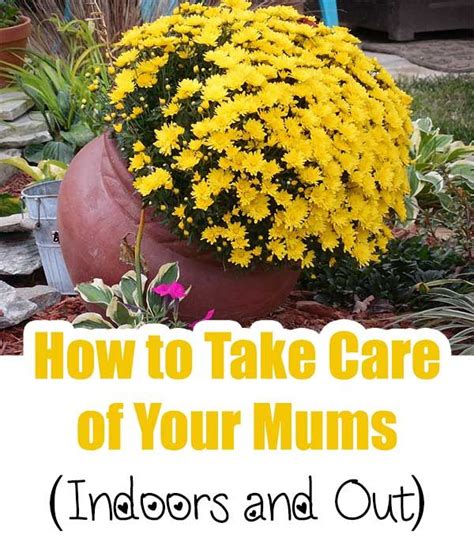 How To Take Care Of Your Mums Indoors And Out Home Garden Diy In