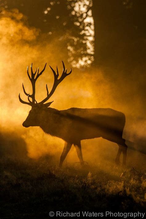 Backlit Deer Stag By Richard Waters Wildlife Photography British