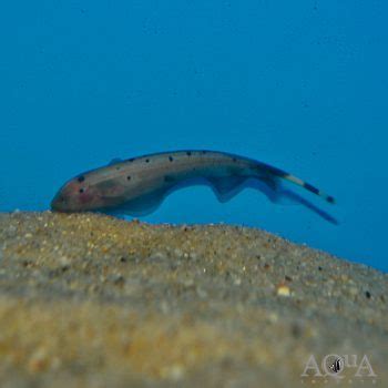 Gold Ghost Knifefish Apteronotus Albifrons Aqua Imports
