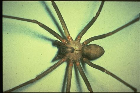 Brown Recluse Spider