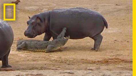 Young Hippo Tries To Play With Crocodile National Geographic Youtube
