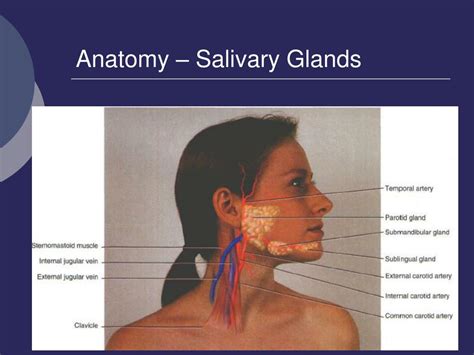 Where Are The Glands In Your Neck Swollen Lymph Nodes MedlinePlus Medical Encyclopedia