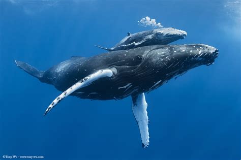 Baby Humpback Whale Size