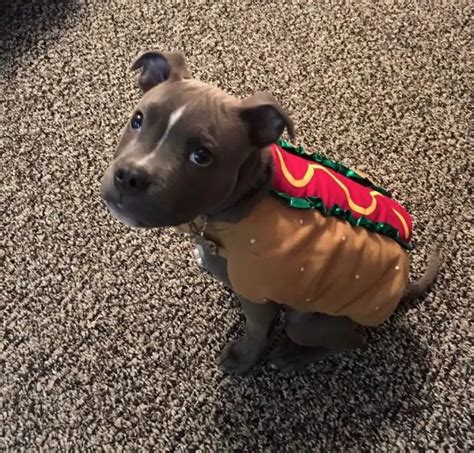 The 70 Greatest Pit Bull Halloween Costumes Ever Page 20 Of 23 The